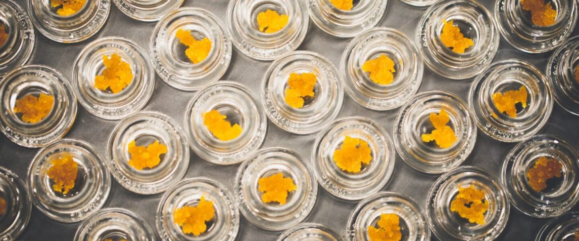 Live Resin vs. Shatter: 알아야 할 사항